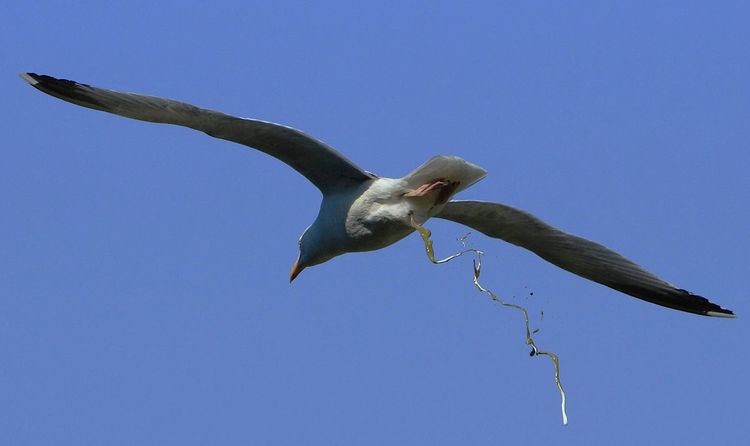 Seagull manager