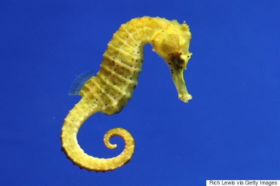 Seahorse 11 Facts That Prove Seahorses Are Among The Most Fascinating Fish In