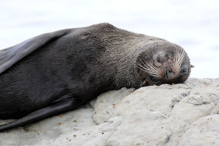 Seal culling in South Australia