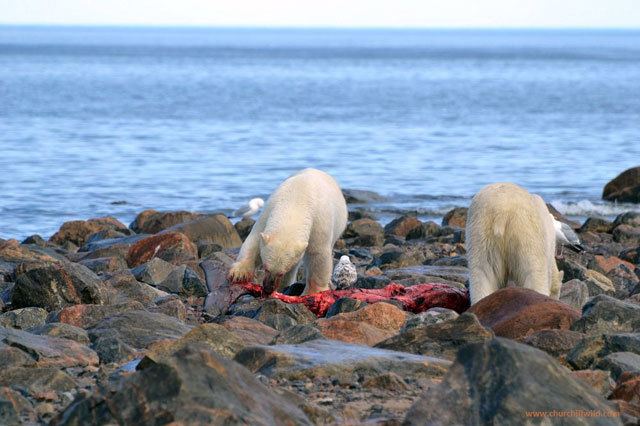 Seal River (Manitoba) arcticadventuretravelblogcomwpcontentuploads2