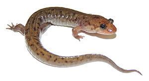 Seal salamander httpsuploadwikimediaorgwikipediacommonsthu