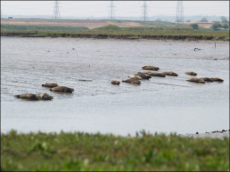 Seal Sands Seal Sands Teesmouth National Nature Reserve Discover Stockton