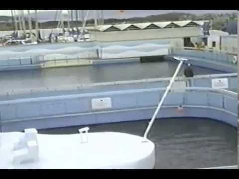 Sealand of the Pacific Tillikum At Sealand 1992 YouTube