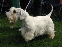 Sealyham Terrier httpsuploadwikimediaorgwikipediacommonsthu