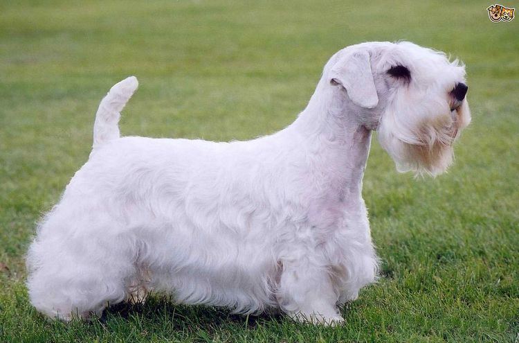 Sealyham Terrier Sealyham Terrier Dog Breed Information Facts Photos Care Pets4Homes