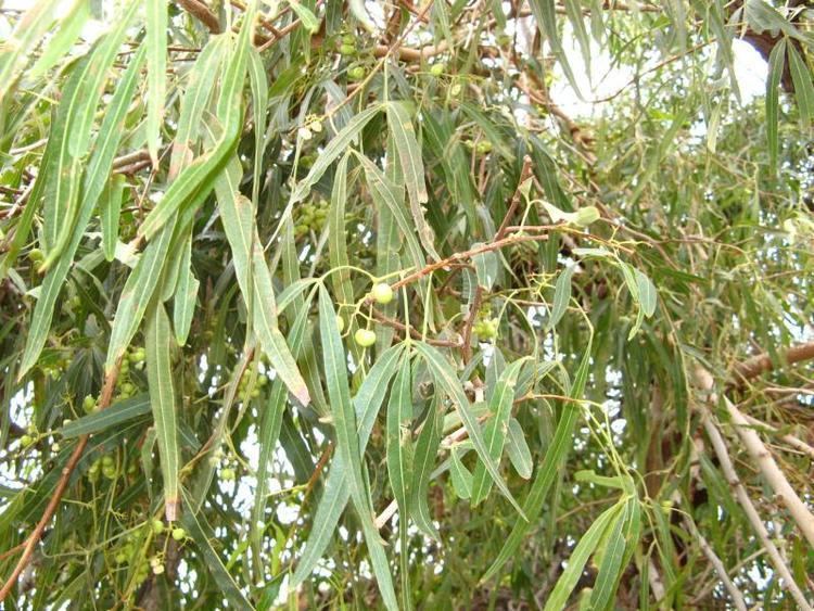Searsia lancea Kyffhuser flora Searsia lancea