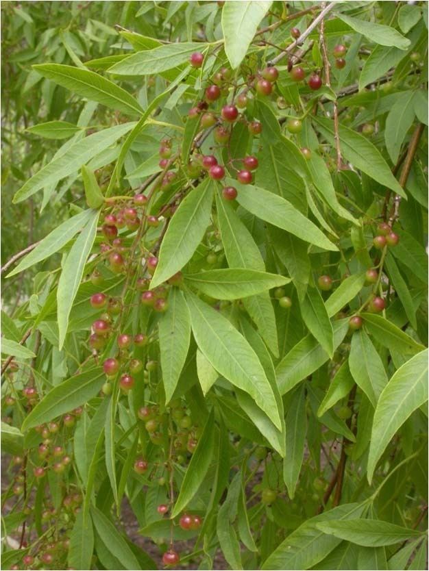 Searsia pendulina Searsia pendulina White karee Witkaree Sun Trees