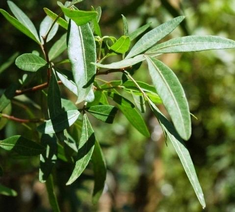 Searsia pendulina Operation Wildflower rescuing indigenous vegetation Category