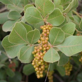Searsia pyroides Fruit amp Flowering 10 Searsia pyroides Seeds Buy Seeds from
