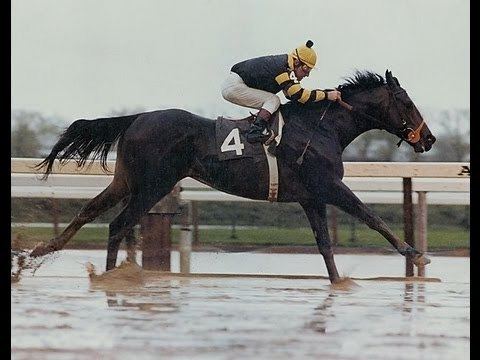Seattle Slew Seattle Slew Full Documentary YouTube