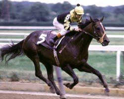 Seattle Slew Seattle Slew Thoroughbred