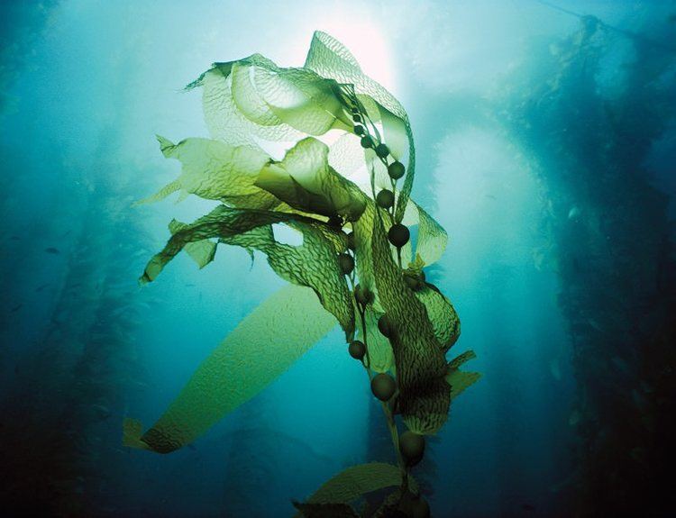 Seaweed Kelp wanted Pioneering the seaweed farm of the future New Scientist