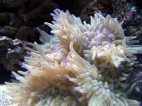 Sebae anemone httpscommondatastoragegoogleapiscomswfprodu