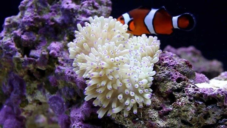 Sebae anemone True Percula Clownfish and Sebae Anemone YouTube