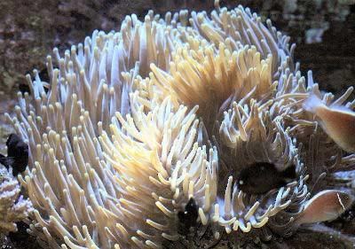 Sebae anemone Sebae Anemone Heteractis crispa Leathery Sea Anemone Guide