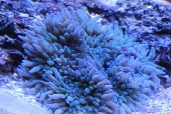 Sebae anemone Sebae Anemone Reef Aquarium