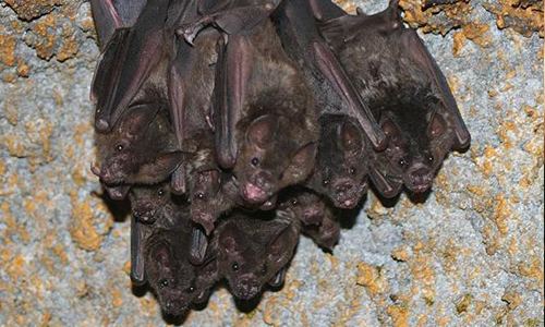 Seba's short-tailed bat Seba39s Shorttailed Leafnosed Bat Stone Zoo