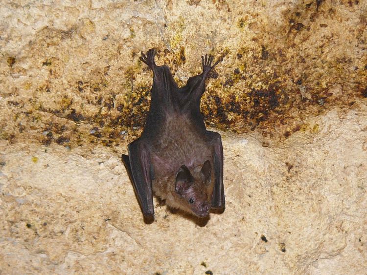 Seba's short-tailed bat The Online Zoo Seba39s Shorttailed Bat