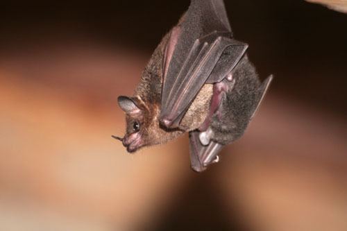 Seba's short-tailed bat biologymcgillcafacultykrahegalleryperuphoto