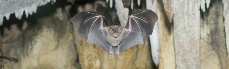 Seba's short-tailed bat Seba39s ShortTailed Bat The Maryland Zoo in Baltimore