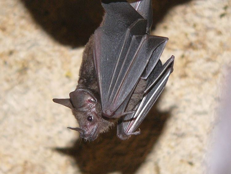 Seba's short-tailed bat The Online Zoo Seba39s Shorttailed Bat