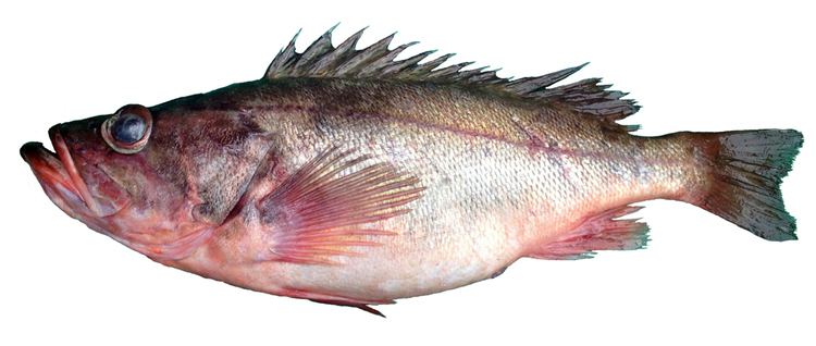 Sebastes Bottomfish Identification Guide Silvergray Rockfish Sebastes