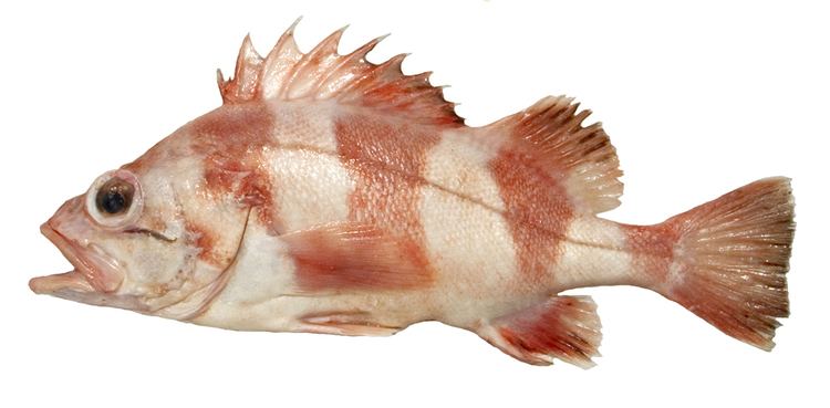 Sebastes Bottomfish Identification Guide Redbanded Rockfish Sebastes