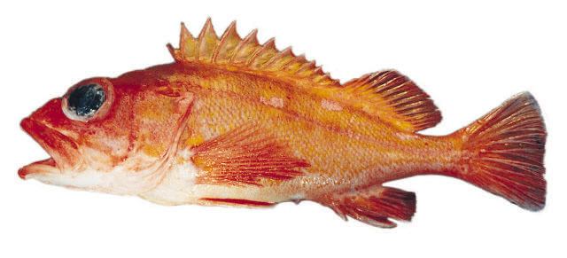 Sebastes Fish Identification