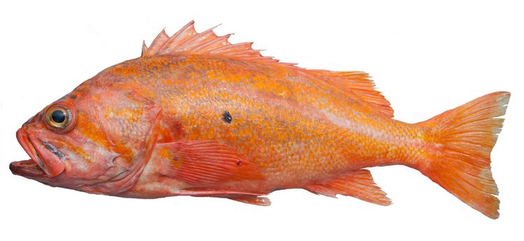 Sebastes Bottomfish Identification Guide Canary Rockfish Sebastes pinniger