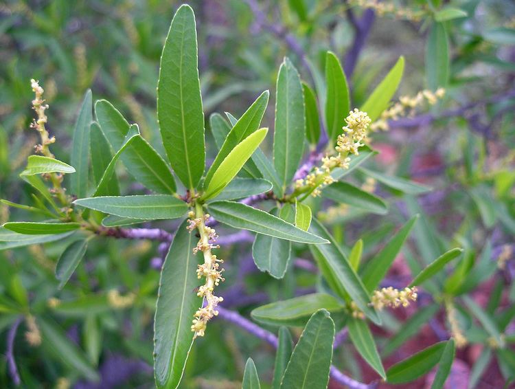 Sebastiania hasbrouckasueduimglibmabafloraEuphorbiaceae