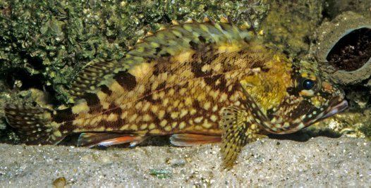 Sebastiscus marmoratus False Kelpfish Sebastiscus marmoratus Cuvier 1829 Australian