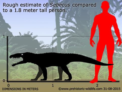 Sebecus wwwprehistoricwildlifecomimagesspeciesssebe