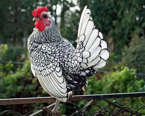 Sebright chicken Sebright For Sale Chickens Breed Information Omlet