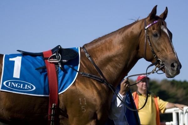 Sebring (horse) Dynamic News Racehorse Shares Recent Racehorse Winners