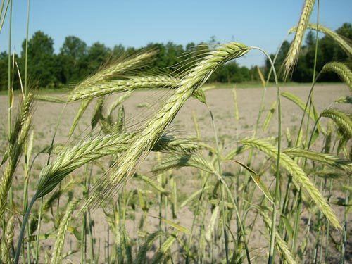 Secale AgroAtlas Crops Secale cereale L Cereal rye