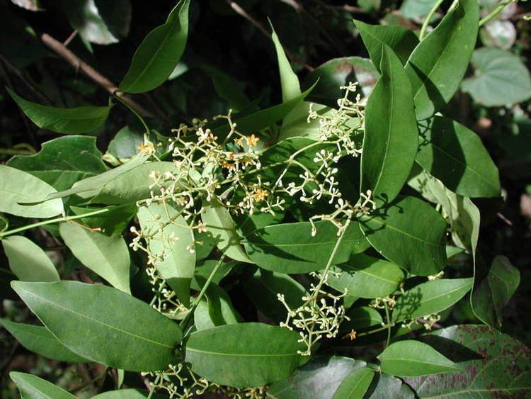 Secamone Secamone afzelii Useful Tropical Plants