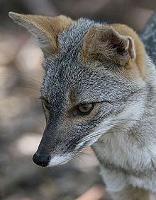 Sechuran fox httpsuploadwikimediaorgwikipediacommonsthu