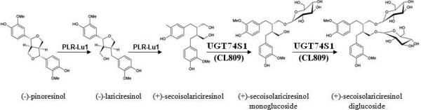 Secoisolariciresinol diglucoside Proposed model for secoisolariciresinol diglucoside SDG lignan