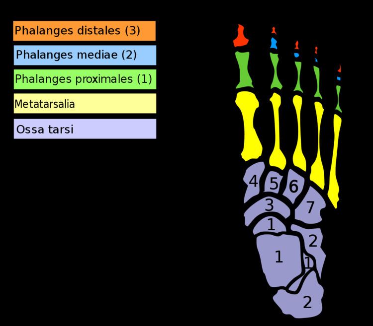 Second metatarsal bone