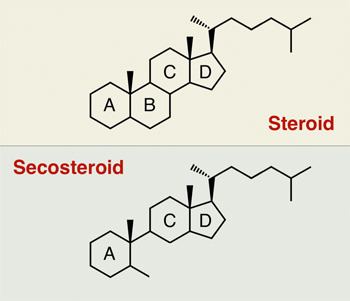 Secosteroid httpsmpkborgmediahomepathogenesisvitamind