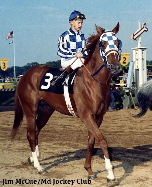 Secretariat (horse) 1000 images about SecretariatRunning With A Dragon39s Heart on