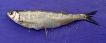 Securicula gora wwwfishbaseusimagesthumbnailsjpgtnSegoru0jpg