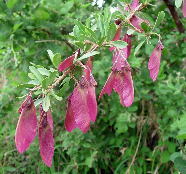 Securidaca longipedunculata Central African Plants A Photo Guide Securidaca longipedunculata