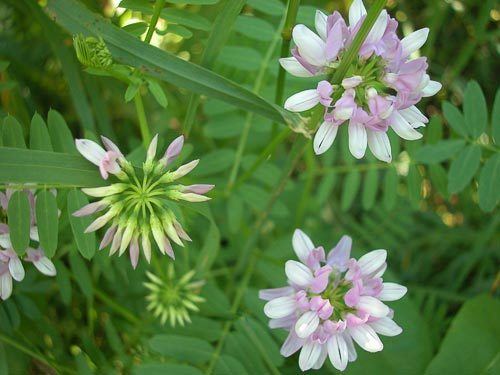 Securigera AgroAtlas Weeds Securigera varia L Lassen Purple Crownvetch