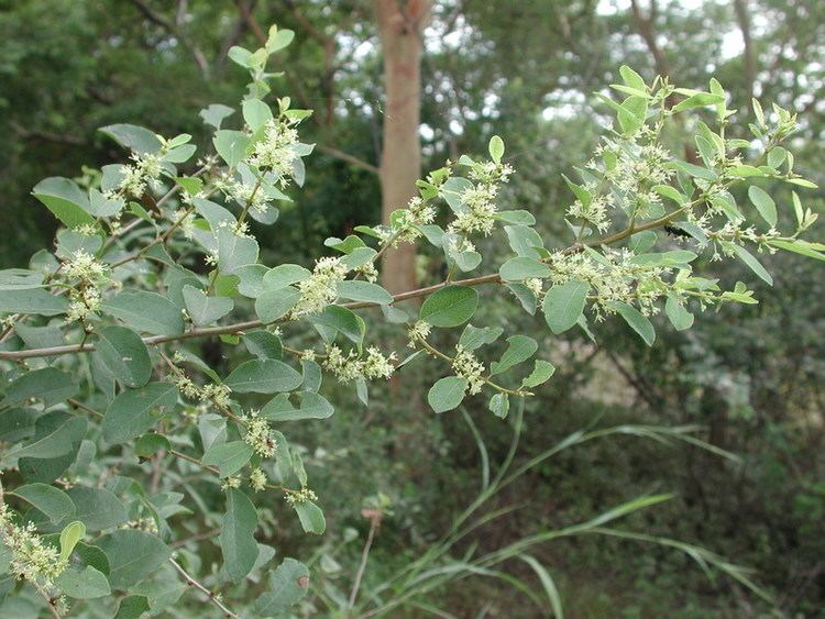 Securinega West African Plants A Photo Guide Securinega virosa Roxb ex