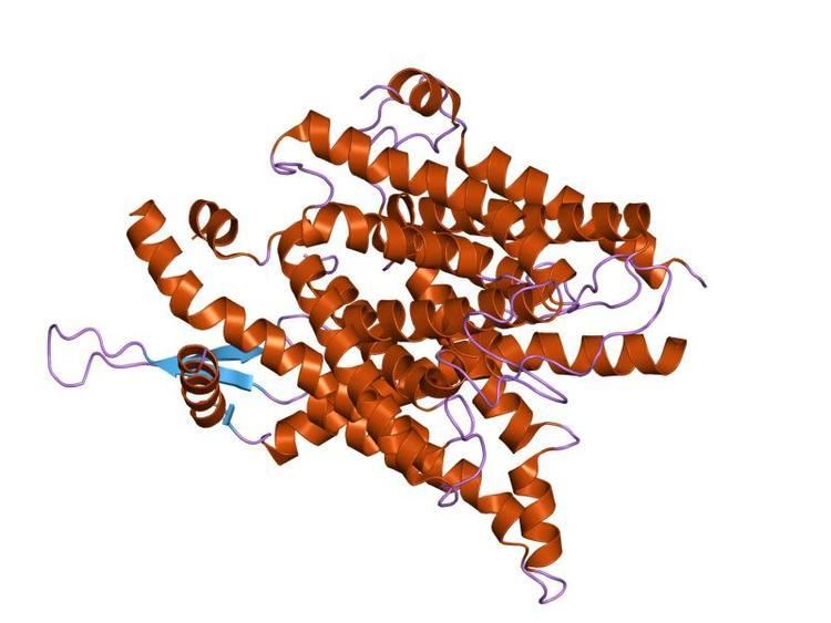 SecY protein