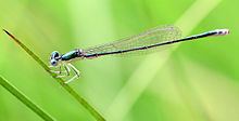 Sedge sprite httpsuploadwikimediaorgwikipediacommonsthu