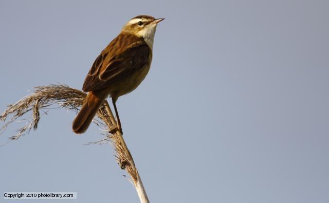 Sedge warbler BBC Nature Sedge warbler videos news and facts