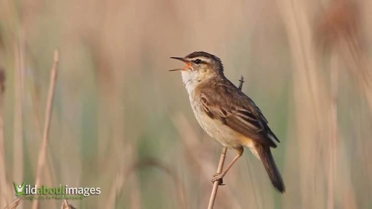 Sedge warbler Sedge Warbler YouTube