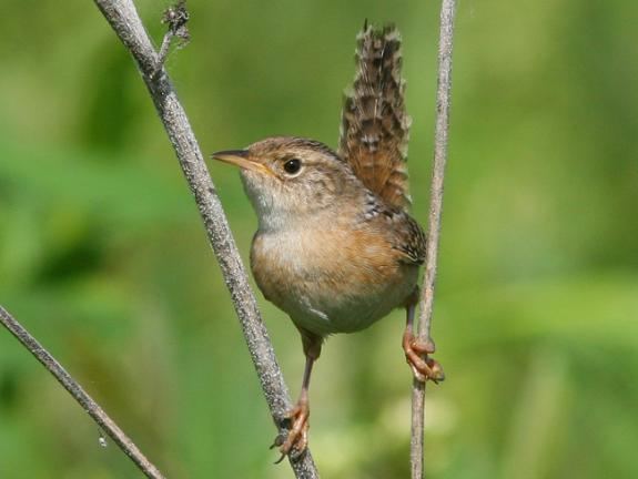 Sedge wren Wildlife Field Guide for New Jersey39s Endangered and Threatened
